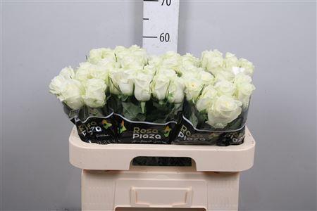 Rosa grootbloemig Alpe D'Huez