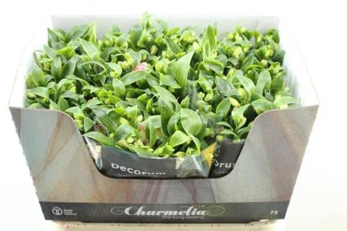 Alstroemeria Charmelia