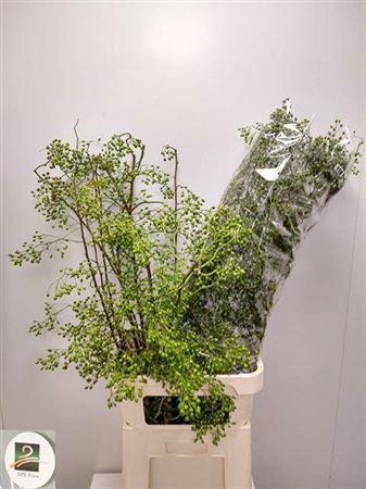 Rosa 'Corallo' (rozenbottel)