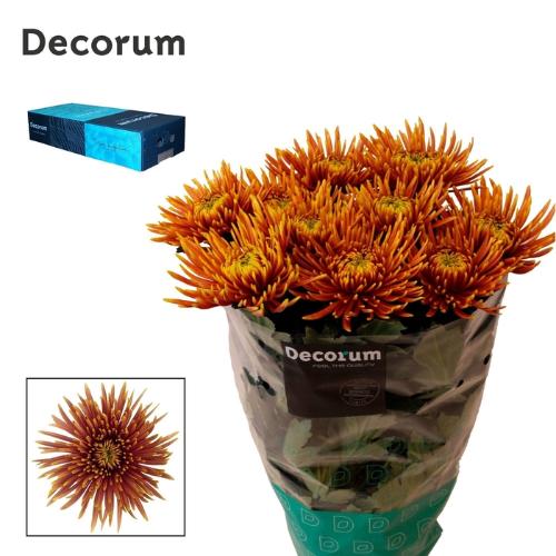 Chrysanthemum (Indicum Grp) geplozen Saffina Dark