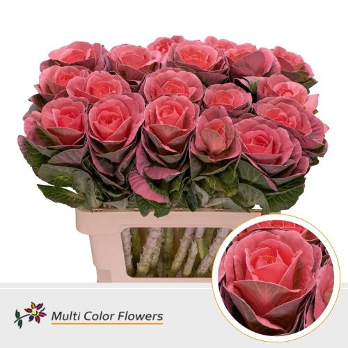 Brassica oleracea kleurbehandeld H%