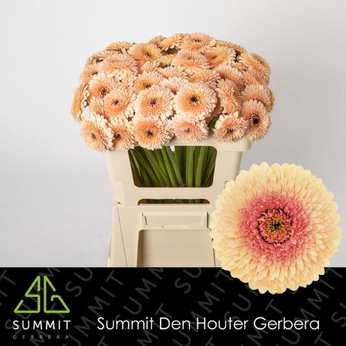 Gerbera mini bolvormig Bolero Tintin