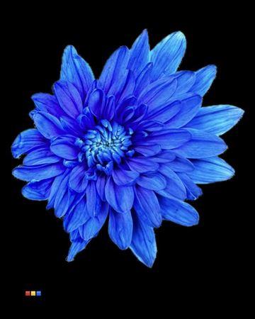 Chrysanthemum Indicum Grp tros kas kleurbehandeld H%
