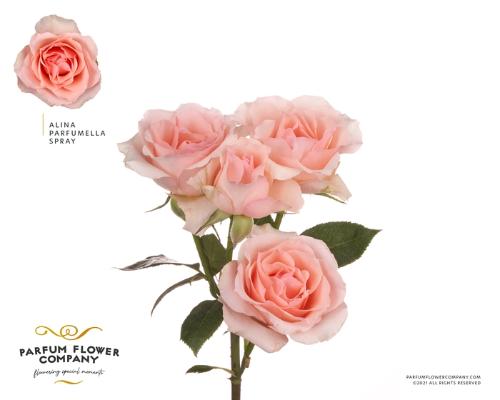 Rosa tros overig