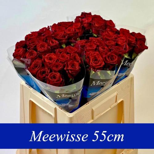 Rosa grootbloemig Red Naomi!