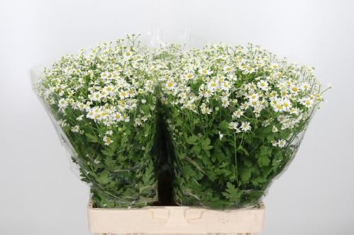 Tanacetum parthenium 'Single Vegmo'