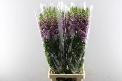 Antirrhinum majus 'Potomac lavender'