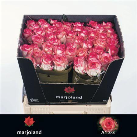 Rosa grootbloemig Jumilia