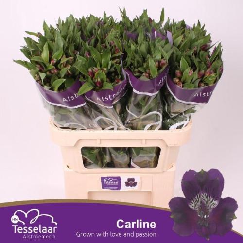 Alstroemeria Carline