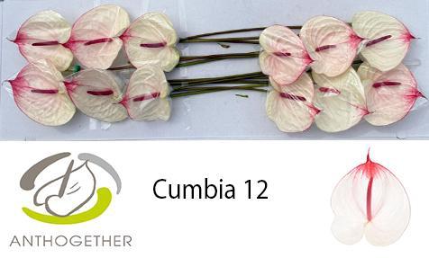 Anthurium (Andreanum Grp) Cumbia