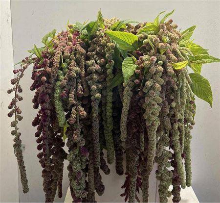 Amaranthus caudatus 'Mira'