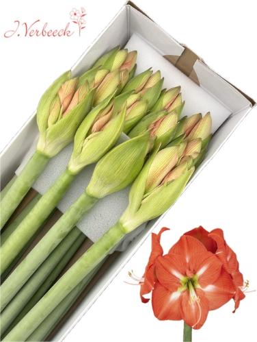 Hippeastrum Galaxy Grp 'Nagano'