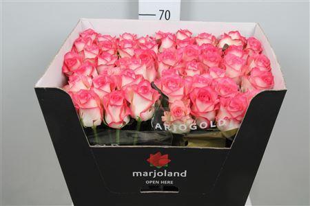 Rosa grootbloemig Jumilia