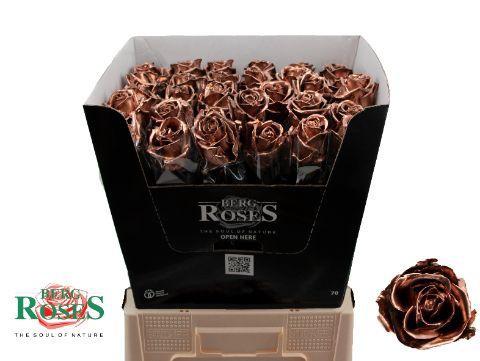 Rosa grootbloemig gewaxt H%