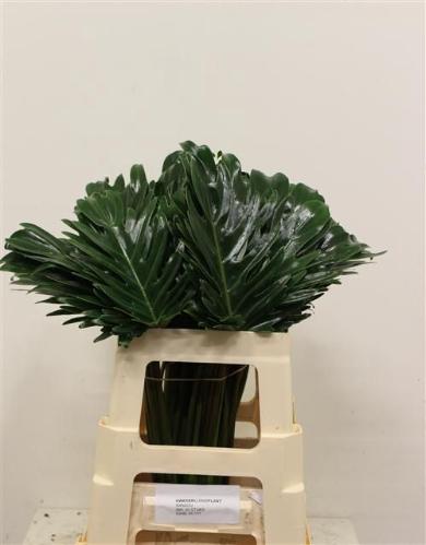 Philodendron 'Xanadu'