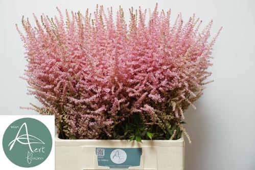 Astilbe Arendsii Grp 'Erika'