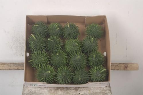 Cucumis hirsutus