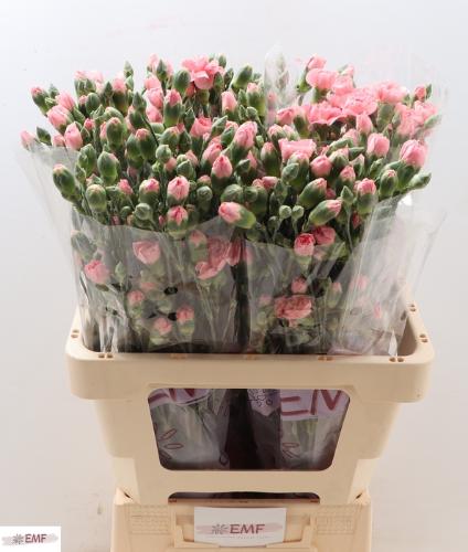 Dianthus tros Bubble Gum