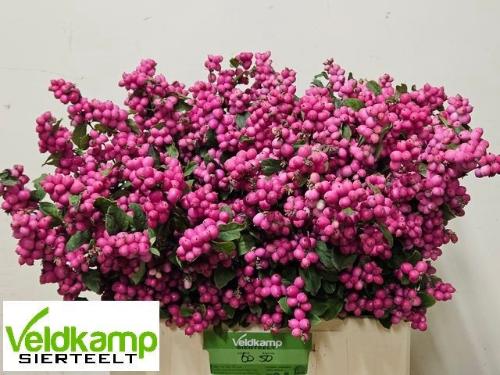 Symphoricarpos (Pink Berry Grp) Magical Ruby Giant