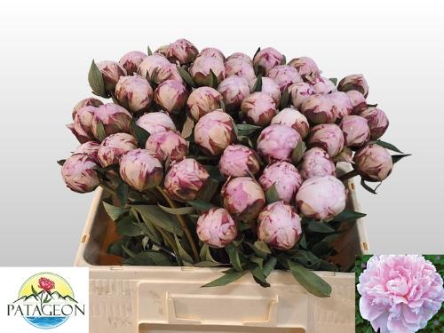 Paeonia Lactiflora Grp 'Sarah Bernhardt'