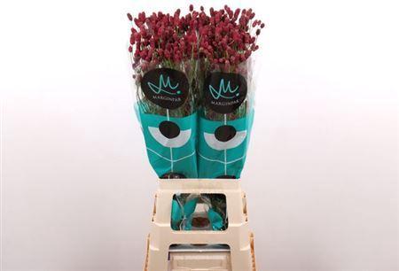 Sanguisorba officinalis 'Red Dream'