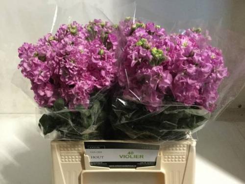 Matthiola incana 'Impala Pink'