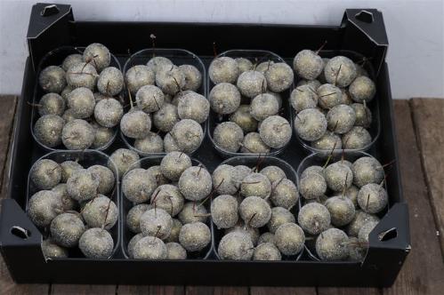 Wax appel H%