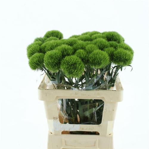 Dianthus barbatus Kiwi Mellow