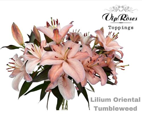 Lilium Oriental Grp kleurbehandeld H%