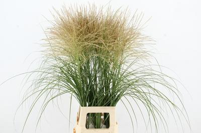 Miscanthus sinensis overig