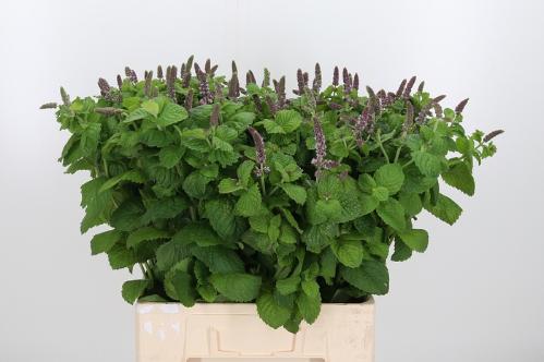Mentha 'Jocka'