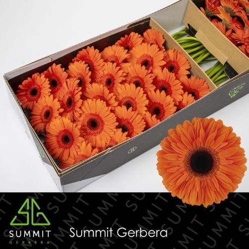 Gerbera grootbloemig 'Dutch Pride'