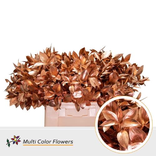 Ruscus kleurbehandeld H%