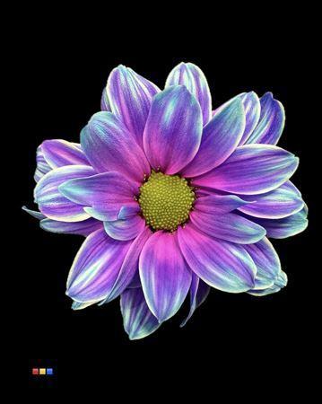 Chrysanthemum Indicum Grp tros kas kleurbehandeld H%
