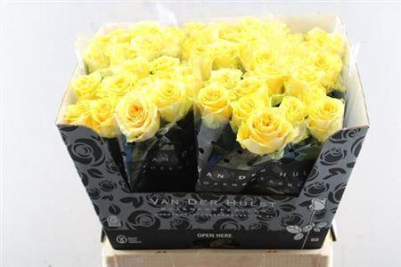 Rosa grootbloemig Lemon Finess