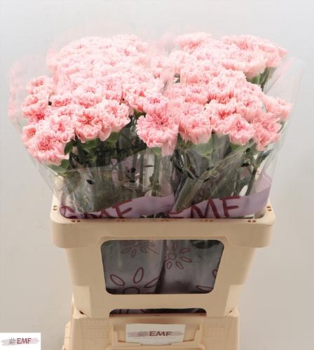 Dianthus srtandaard Jodie