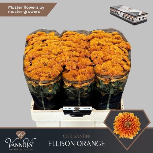 Chrysanthemum (Indicum Grp) tros santini Ellison Orange