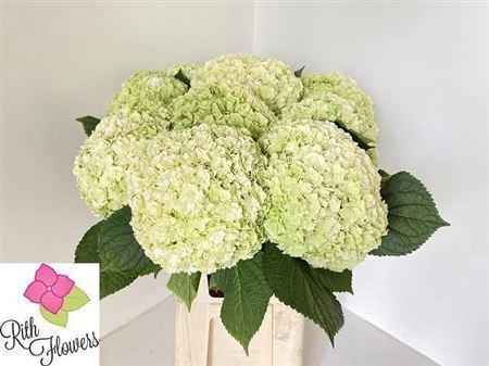 Hydrangea macrophylla Royal Highness (classic)
