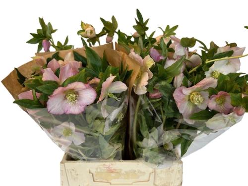 Helleborus 'Queens Light Pink'