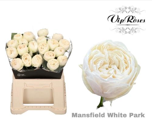Rosa grootbloemig Mansfield White Park