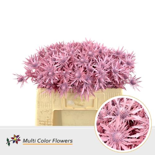 Eryngium alpinum kleurbehandeld H%