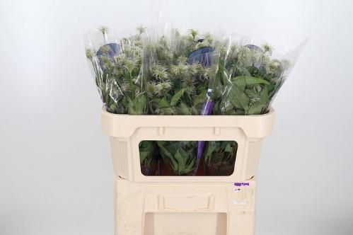 Clematis (Diversifolia Grp) Amazing Kibo (zaadpluis)