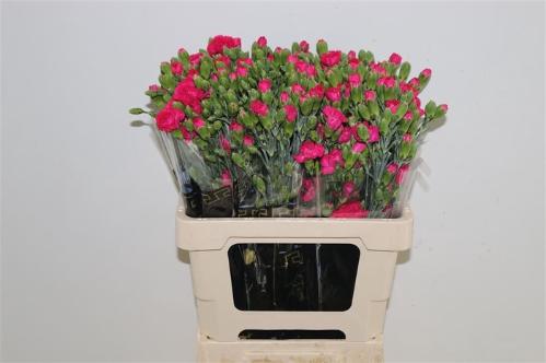 Dianthus tros Picasso