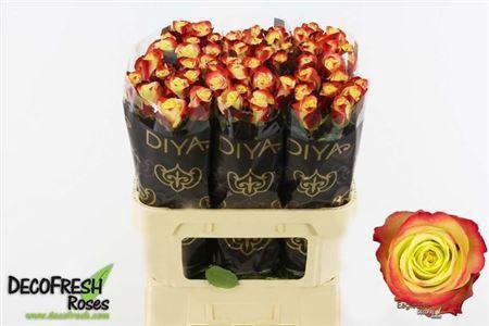 Rosa grootbloemig Eagle Eye+