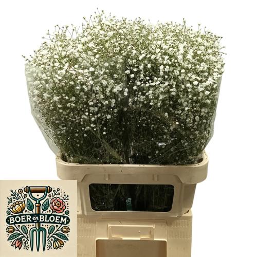 Gypsophila paniculata Xlence