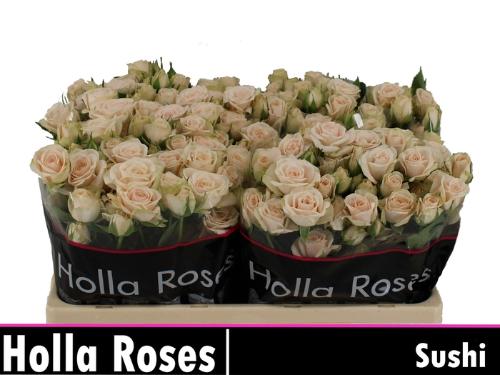 Rosa tros Sushi