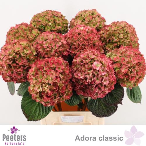 Hydrangea macrophylla Adora (classic)