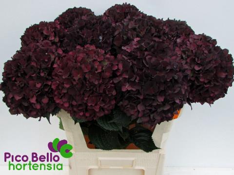 Hydrangea macrophylla Magical Rubyred (classic paars)