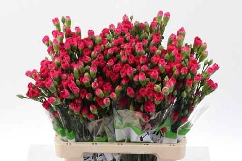 Dianthus tros Pigeon