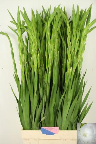 Gladiolus grootbloemig 'Nova Zembla'